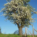 Cascina Longoria نيف
