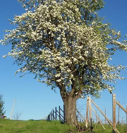 Cascina Longoria Neive